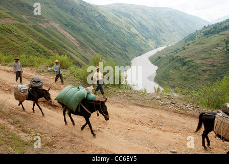 Transporteur avec les chevaux marcher sur la route de la soie, Yongping, Dali, Yunnan, Chine Banque D'Images