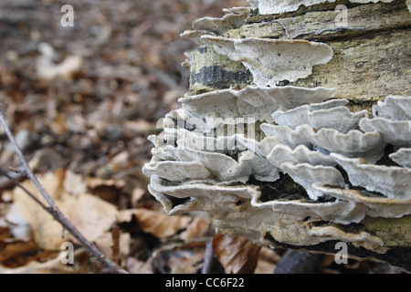 Turkeytail champignon en forêt près de Sparken Hill, WORKSOP, NOTTS, England, UK Trametes versicolor (Coriolus versicolor) Banque D'Images