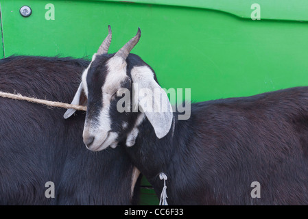 Un bouc noir et blanc avec de longues cornes est tenu en laisse debout en face d'un vert lumineux pickup. Banque D'Images