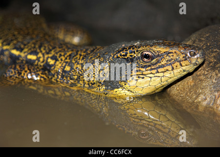 Tégu doré (Tupinambis teguixin) dans l'Amazonie péruvienne Banque D'Images