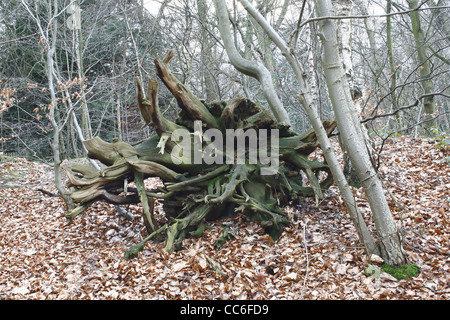 Racines de l'arbre abattu en forêt près de Sparken Hill, WORKSOP, NOTTS, England, UK Banque D'Images