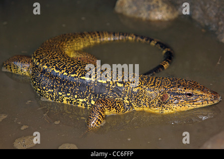 Tégu doré (Tupinambis teguixin) dans l'Amazonie péruvienne Banque D'Images