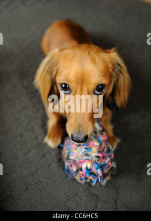 Chiot jouant avec une balle. Banque D'Images