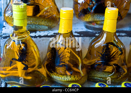 Reptiles Couleuvre / boisson alcoolisée est très populaire avec les hommes au Vietnam en tant qu'il est suppose d'accroître leur pouvoir masculin. Banque D'Images