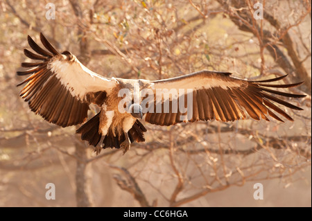 Un vautour landing pour nourrir Banque D'Images