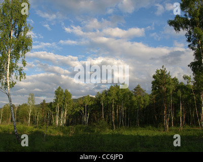 Highmoor, hill moor, tourbières bombées continental / Arracher Hochmoor / forêt de Bavière, Bavière, Allemagne Banque D'Images