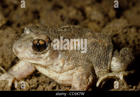 Crapaud de l'Ouest. Pelobates cultripes Espagne Banque D'Images