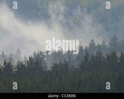 Bois enveloppé dans le brouillard après la pluie / Wald dans Nebel gehüllt, nach Regen Banque D'Images