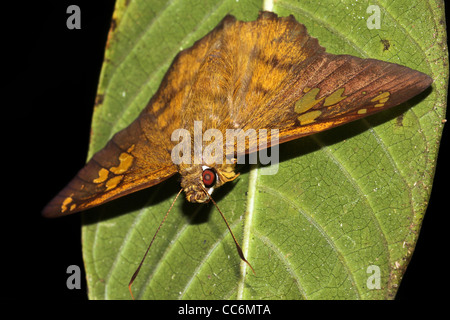 Un beau papillon orange dans l'Amazonie péruvienne isolé sur noir avec un espace réservé au texte Banque D'Images