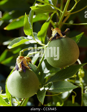 Passifllora amethystina fruits. Banque D'Images