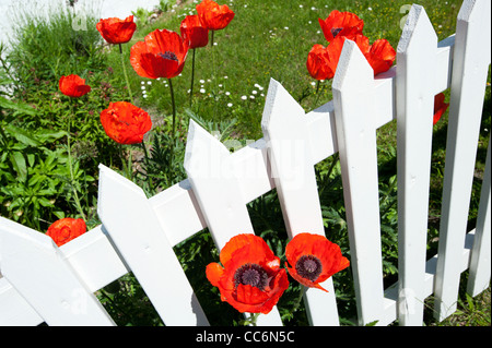 Coquelicots sur une clôture blanche, l'île de Fano, Sonderho, Danemark, Scandinavie, l'Europe. Banque D'Images