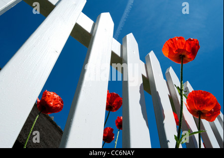 Coquelicots sur une clôture blanche avant de ciel bleu, l'île de Fano, Sonderho, Danemark, Scandinavie, l'Europe. Banque D'Images