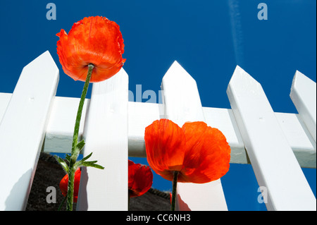 Coquelicots sur une clôture blanche avant de ciel bleu, l'île de Fano, Sonderho, Danemark, Scandinavie, l'Europe. Banque D'Images