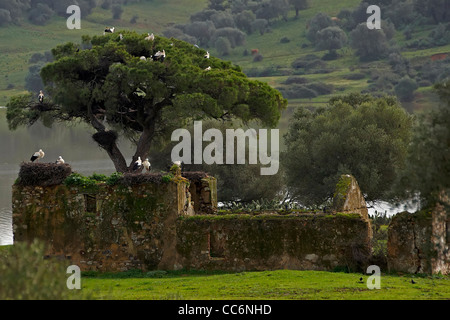 cigueñas,nidos,cigognes sur arbre, arbol de cigueñas Banque D'Images