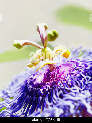 Passiflora amethystina close-up Banque D'Images