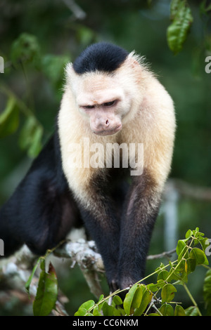 White-throated Cebus capucinus, Capucin, sci.name ; dans la forêt sur une petite île dans le lac Gatun, province de Panama, Panama. Banque D'Images