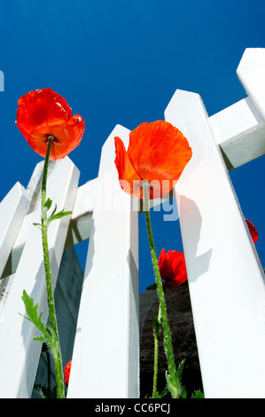 Coquelicots sur une clôture blanche avant de ciel bleu, l'île de Fano, Sonderho, Danemark, Scandinavie, l'Europe. Banque D'Images