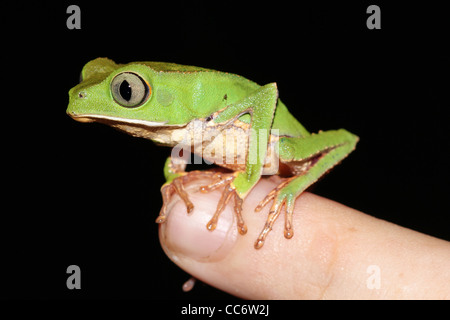 Une mignonne Grenouille Singe Phyllomedusa vaillanti () repose sur mon doigt dans l'Amazonie péruvienne isolé avec beaucoup d'espace pour le texte Banque D'Images