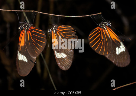 Un beau papillon orange dans l'Amazonie péruvienne isolé sur noir avec beaucoup d'espace pour le texte Banque D'Images