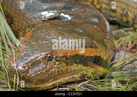 Un immense (6 mètres, 20 pieds) Anaconda vert (Eunectes murinus) à l'état sauvage en Amazonie péruvienne (photographié tout en canoë) Banque D'Images