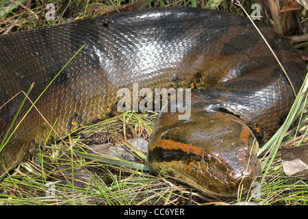 Un immense (6 mètres, 20 pieds) Anaconda vert (Eunectes murinus) à l'état sauvage en Amazonie péruvienne (photographié tout en canoë) Banque D'Images