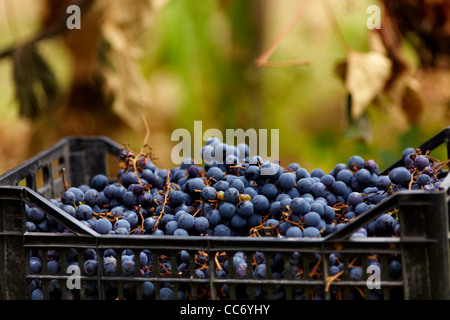 Les raisins bleus récoltés dans des caisses près de vignoble en automne Banque D'Images