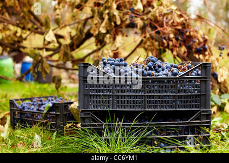 Les raisins bleus récoltés dans des caisses près de vignoble en automne Banque D'Images