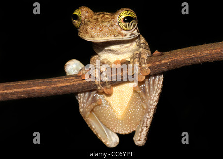 Un géant à tête large (Osteocephalus taurinus) Treefrog en Amazonie péruvienne isolé sur noir avec lspace pour le texte Banque D'Images