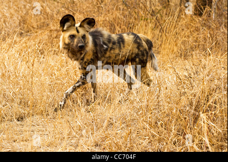 Un chien sauvage d'Afrique Banque D'Images