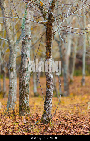 Les jeunes noyers verger à l'automne avec les feuilles mortes Banque D'Images