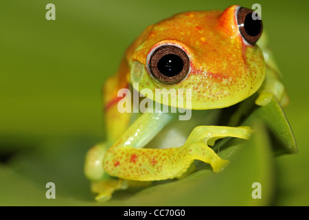 Une Grenouille à pois (Dendropsophus punctatus) pairs comique sur une feuille dans l'Amazonie péruvienne Banque D'Images