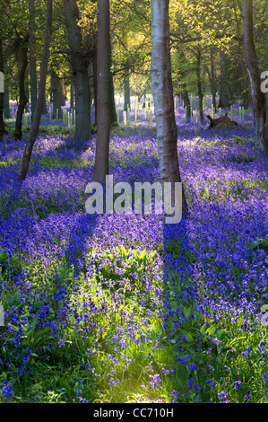 Jacinthes en bois à Henley-on-Thames Banque D'Images