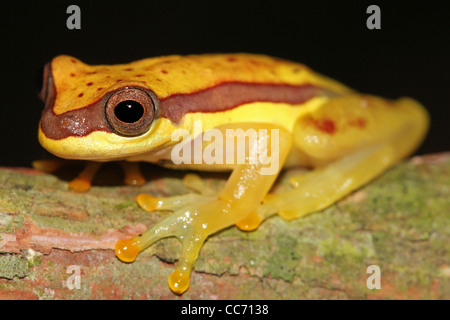 Une jolie jupe rouge (Dendropsophus rhodopeplus Treefrog) isolés dans l'Amazonie péruvienne avec l'espace pour le texte Banque D'Images