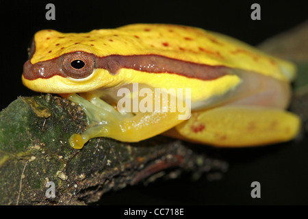 Une jolie jupe rouge (Dendropsophus rhodopeplus Treefrog) isolés dans l'Amazonie péruvienne avec l'espace pour le texte Banque D'Images