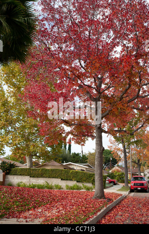 Ambre liquide avec arbre automne feuilles rouges Banque D'Images