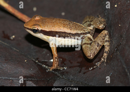 Le petit endroit bien Poison Dart Frog (Allobates conspicuus) dans l'Amazonie péruvienne Banque D'Images