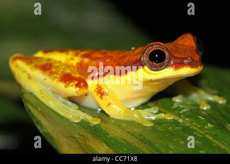 Une jolie jupe rouge (Dendropsophus rhodopeplus Treefrog) isolés dans l'Amazonie péruvienne avec l'espace pour le texte Banque D'Images