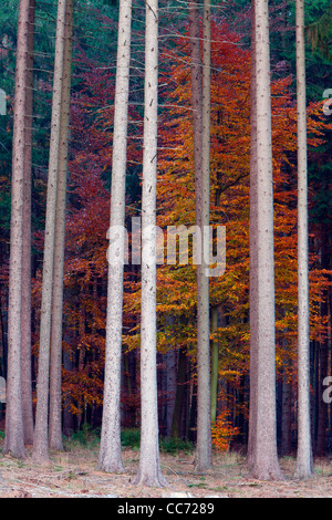 L'épinette de Norvège (Picea abies) et de hêtre (Fagus sylvatica), mixte de la foresterie dans la couleur en automne, Bramwald, Basse-Saxe, Allemagne Banque D'Images