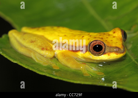 Une jolie jupe rouge (Dendropsophus rhodopeplus Treefrog) isolés dans l'Amazonie péruvienne avec l'espace pour le texte Banque D'Images