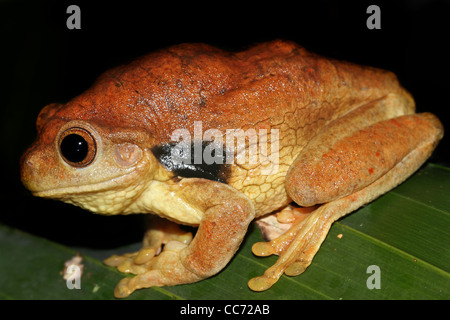 Un chubby et mignon Suriname Golden-eyed rainette versicolore (Trachycephalus coriaceus) isolés dans l'Amazonie péruvienne avec l'espace pour le texte Banque D'Images