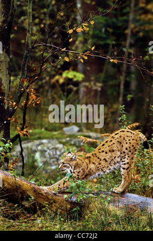 Le lynx eurasien (Lynx lynx) s'étend sur tronc d'arbre dans la forêt, forêt de Bavière, Allemagne Banque D'Images