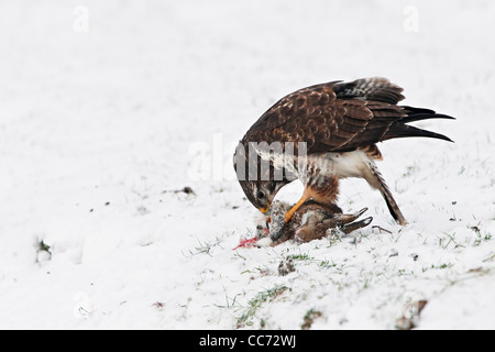 Buse variable (Buteo buteo) se nourrissant de lièvre mort dans la neige en hiver Banque D'Images