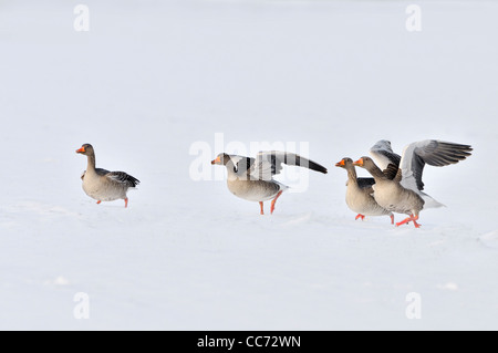 Oies cendrées / oie cendrée (Anser anser) décoller de champ couvert de neige en hiver, les Pays-Bas Banque D'Images