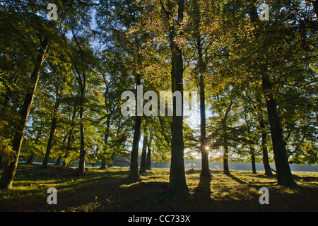 Hêtre (Fagus sylvatica), Matin d'automne le soleil, brillant à travers les arbres en forêt, Jutland-du-Nord, Danemark Banque D'Images