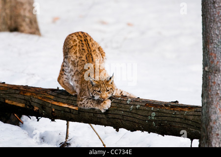 Le lynx eurasien (Lynx lynx) griffes d'affûtage sur tronc d'arbre dans la neige en hiver, forêt de Bavière, Allemagne Banque D'Images