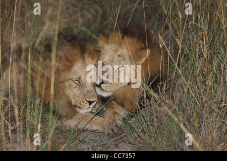 Deux jeunes hommes adultes collage lions montrant l'amour fraternel. Banque D'Images