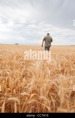 Un agriculteur se trouve dans son champ de blé Banque D'Images