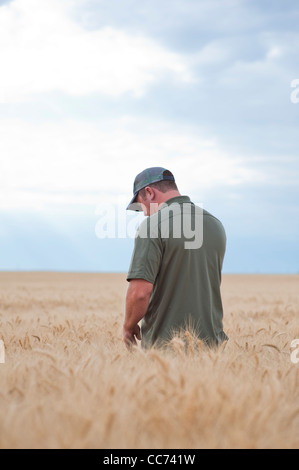 Un agriculteur se trouve dans son champ de blé Banque D'Images