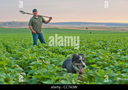 Un agriculteur se trouve dans son champ de soja sur une belle journée. Banque D'Images