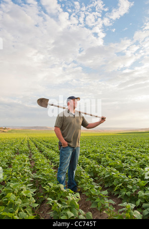 Un agriculteur se trouve dans son champ de soja sur une belle journée. Banque D'Images